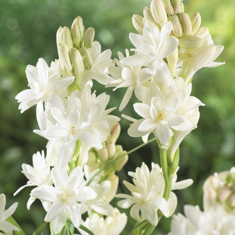 Tuberos-Polianthus Tuberosa 3-pakning